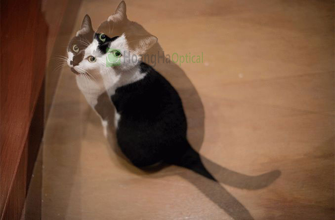diplopia cat hero
